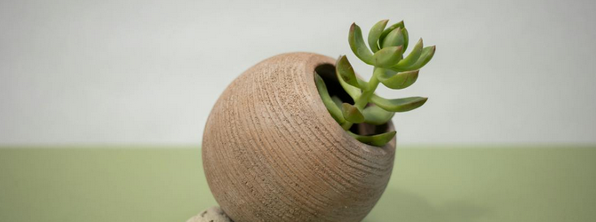 jade plants